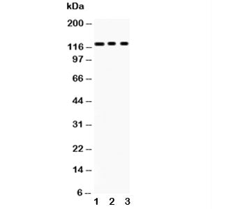 PLD1 Antibody