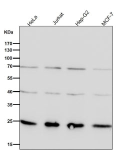 All lanes use the GRB2 antibody at 1:1K dilution for 1 hour at room temperature.