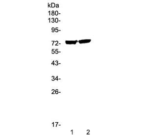 Western blot testing of human 1) 22RV1 and 2) PANC-1 cell lysate with EGR1 antibody at 0.5ug/ml. Pre