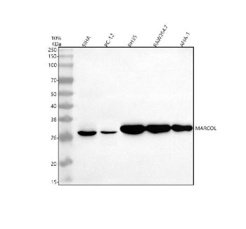 Western blot analysis of MARCOL using anti-MARCOL antibody. Electrophoresis was performed on a 10% S