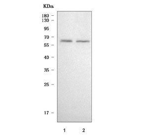 TULP3 Antibody / Tubby-related protein 3