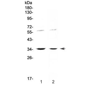 IL12 p35 Antibody / IL-12A