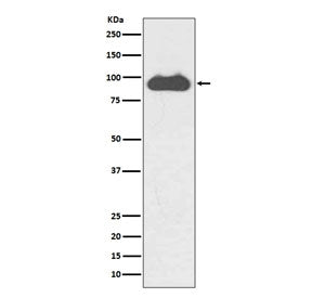 Western blot testing of human HeLa cell lysate with TRFC antibody. Predicted molecular weight: 85-95