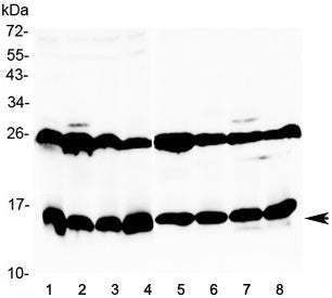 Galectin 1 Antibody