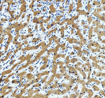 IHC staining of FFPE human liver tissue with ERGIC1 antibody, HRP-labeled secondary and DAB substrat
