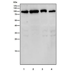 Western blot testing of human 1) Jurkat, 2) HepG2, 3) MCF7 and 4) SH-SY5Y cell lysate with GFAT anti