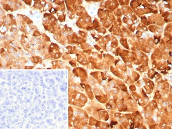 IHC staining of FFPE human pancreas tissue with Pancreatic lipase antibody (clone PNLIP/9041). Inset