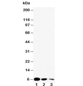 EGF Antibody