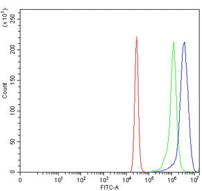 BAG2 Antibody
