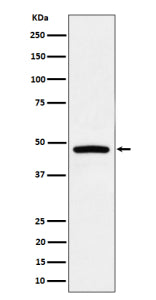 Western blot analysis of PREB expression in Raji cell lysate using PREB antibody.