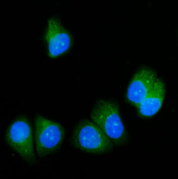 SRP54 Antibody / Signal recognition particle 54 kDa protein, 100ug