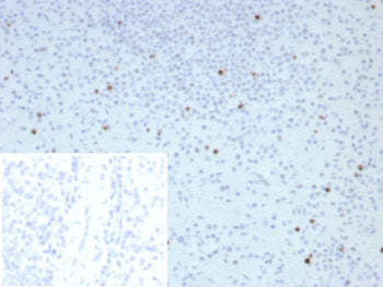 Perforin Antibody / PRF1