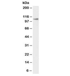 Western blot testing of thyroid gland lysate with biotinylated Thyroid peroxidase antibody at 1ug/ml
