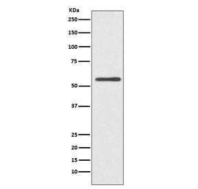 CYP2E1 Antibody