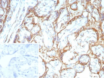 c-RET Antibody