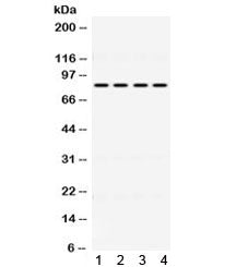 PIGR Antibody