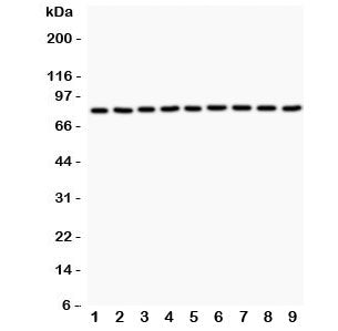Plakoglobin Antibody (gamma Catenin)