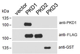 PKD1-FLAG, PKD2-FLAG and PKD3-GST transfected HEK293 cell lysate probed with GST, FLAG or PKD1 antib