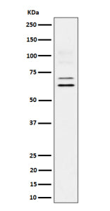 Western blot analysis of BIN1 expression in human U87-MG cell lysate. BIN1 (~65 kDa predicted) was d