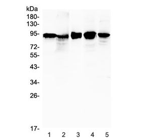 Beta Catenin Antibody