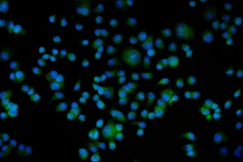 Immunofluorescent staining of FFPE human T-47D cells with BAG5 antibody (green) and DAPI nuclear sta