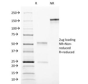 CD90 Antibody / Thy1