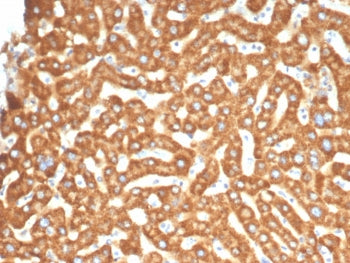 IHC staining of FFPE human liver tissue with Ephrin type-B receptor 4 antibody (clone EPHB4/6393). H