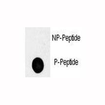 Phospho-Oct4 Antibody (pS236)