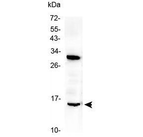 Western blot testing of rat brain lysate with ID2 antibody at 0.5ug/ml. Predicted molecular weight ~