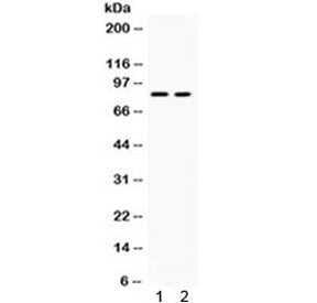 ZP2 Antibody