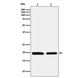 Western blot testing of 1) human HepG2 and 2) mouse liver lysate with Ferritin Light Chain antibody.