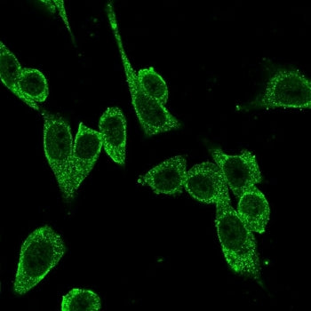 FOXP4 Antibody