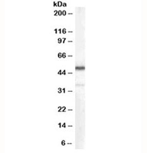 Western blot testing of human kidney lysate with Chromogranin A antibody at 0.1ug/ml. Predicted mole