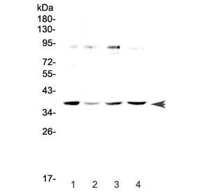OGG1 Antibody