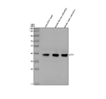 Western blot analysis of LFT1 protein using Zebrafish LFT1 antibody and 1) zebrafish head, 2) whole