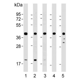 Western blot testing of human 1) K562, 2) HepG2, 3) Jurkat, 4) CCRF-CEM and 5) brain lysate with Cyc