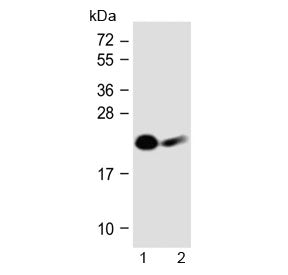 Western blot testing of human 1) Jurkat and 2) Daudi cell lysate with NKp30 antibody at 1:1000. Pred