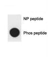 p62 Antibody SQSTM1 (phospho-S403)