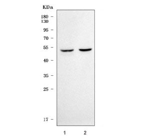 Western blot testing of 1) rat brain and 2) mouse brain tissue lysate with Serpin E3 antibody. Predi