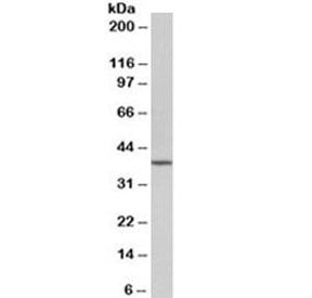 Western blot testing of mouse NIH3T3 lysate with Oct4 antibody at 1ug/ml. Predicted molecular weight