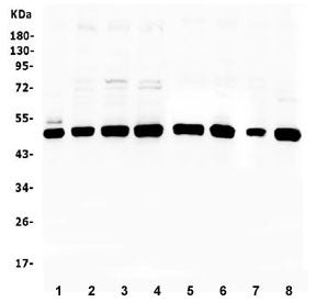 PTP1B Antibody (N-Terminal Region)