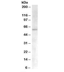 Western blot testing of human umbilical cord lysate with ACVR1 antibody at 0.3ug/ml. Predicted molec