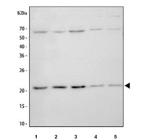 Western blot testing of 1) human HeLa, 2) human Caco-2, 3) human A549, 4) rat PC-12 and 5) mouse RAW