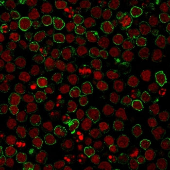 Immunofluorescent staining of human Ramos cells with CD10 antibody (clone CB-CALLA, green) and Reddo
