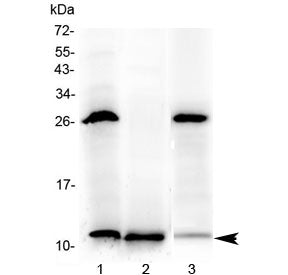 Tff3 Antibody / Trefoil factor 3