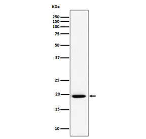 Western blot analysis of UFC1 expression in cell lysate using UFC1 antibody. Predicted molecular wei