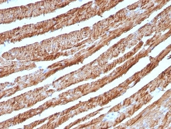 IHC staining of FFPE human heart with Cytochrome C antibody (clone CTC05). HIER: boil tissue section
