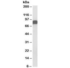 Western blot testing of U2OS lysate with CD44 antibody at 0.03ug/ml. Predicted molecular weight ~81k