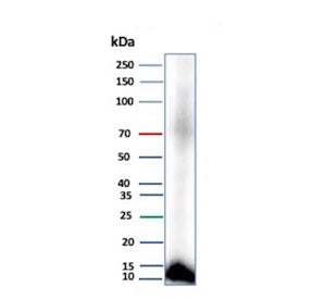 CLPS Antibody / Colipase