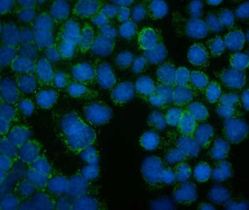 Immunofluorescent staining of FFPE human A431 cells with Willin antibody (green) and DAPI nuclear st
